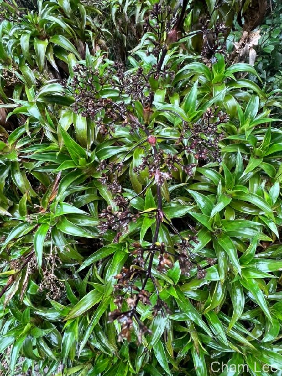 Hedyotis gardneri Thwaites